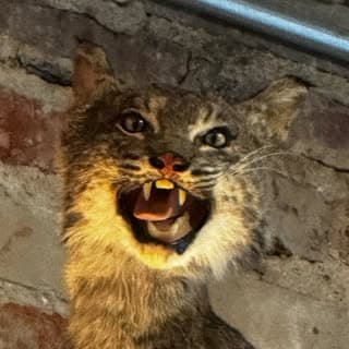 Bobcat Goldthwait